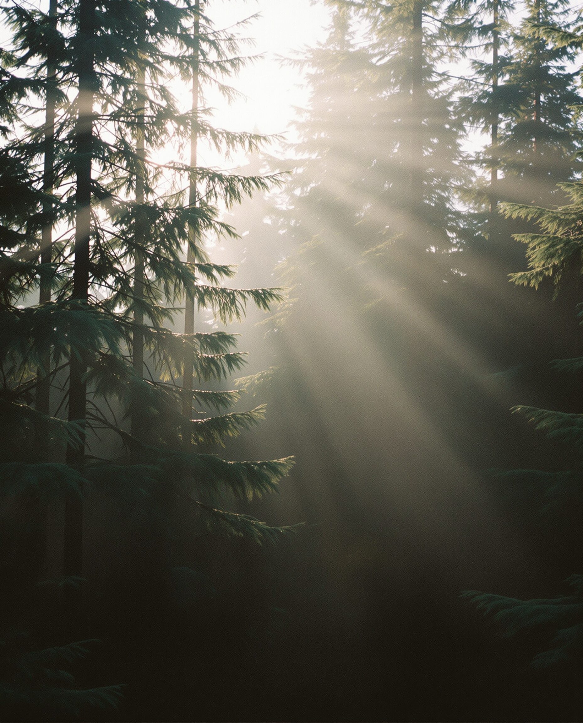 Morning light through an evergreen forest near Ottawa-Gatineau